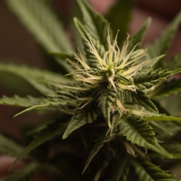 cannabis * weed * marijuana