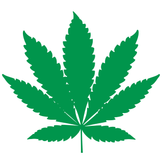 Cannabis Flower Strains – Sativa, Indica & Hybrid | Mint Cannabis