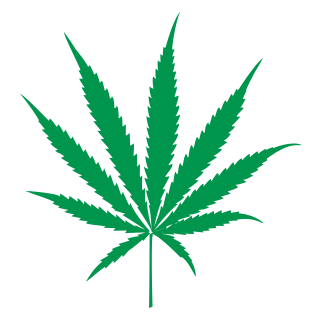 Cannabis Flower Strains – Sativa, Indica & Hybrid Mint Cannabis