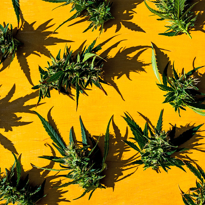 What is Cannabis Flower_